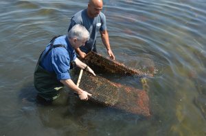 Reed Oyster farming1